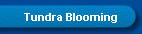 Tundra Blooming